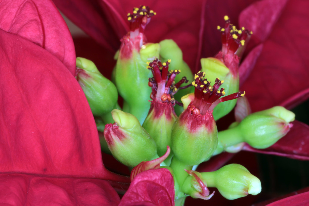 poinsettia_38:365 by gaylewood
