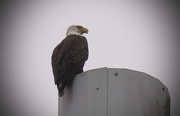 15th Dec 2015 - Bald Eagle on Top of the Pole