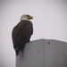Bald Eagle on Top of the Pole by rickster549