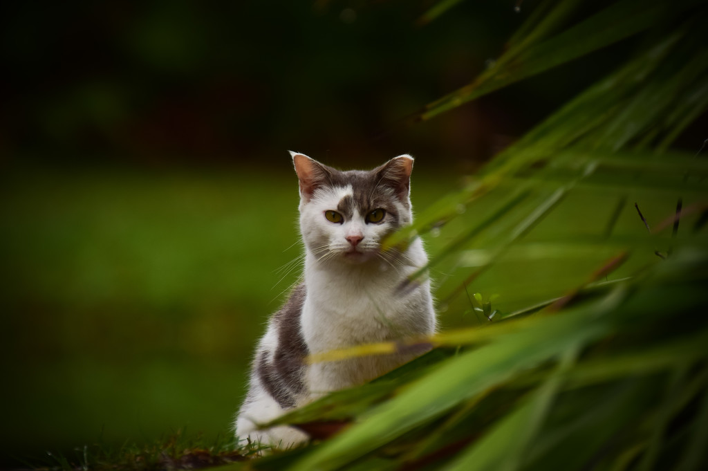 Posing Cat by rickster549