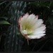Cacti flowering by kerenmcsweeney