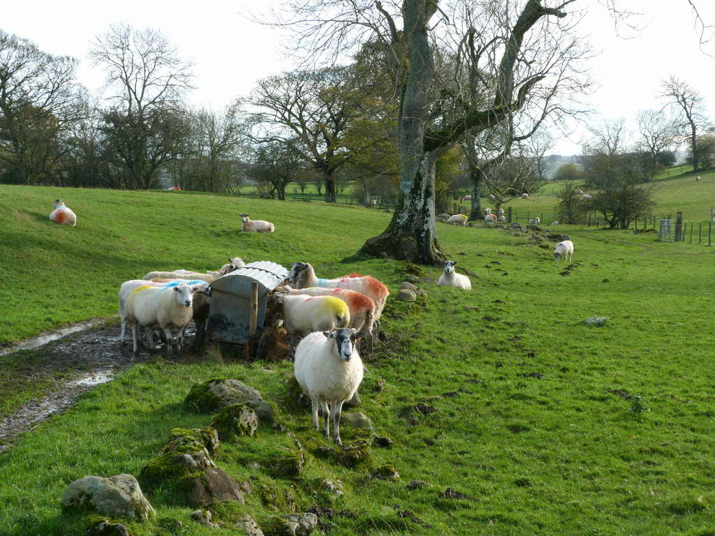 sheep by shirleybankfarm