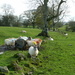 sheep by shirleybankfarm