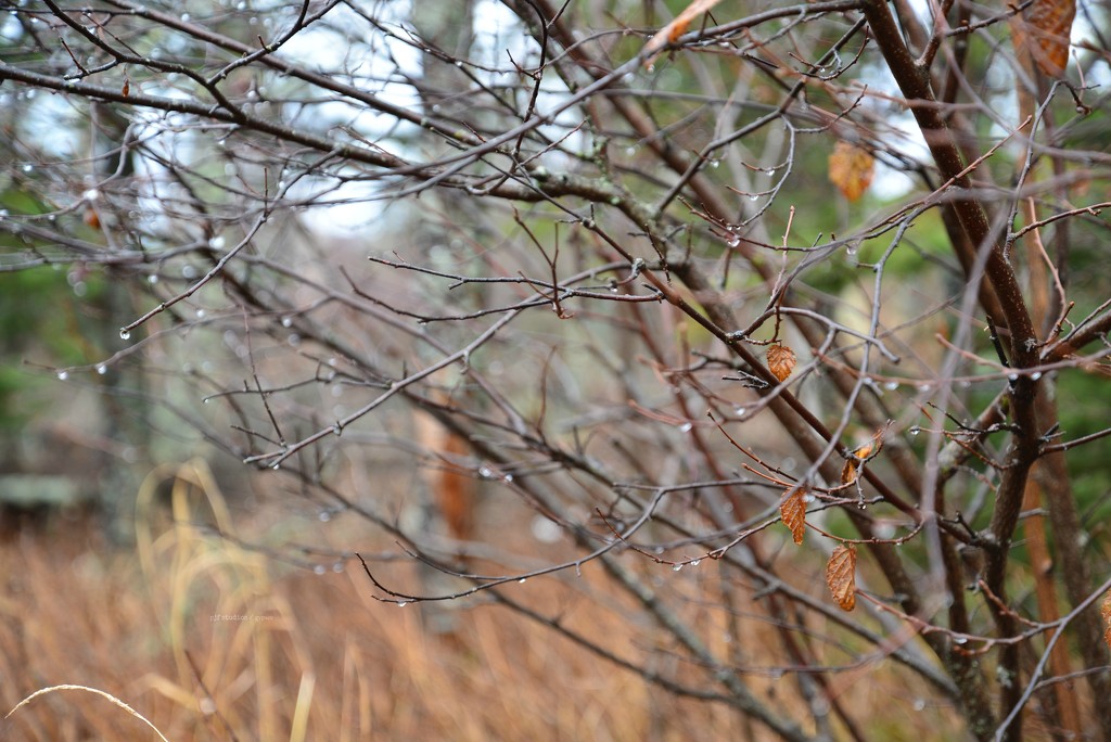 raindrops... by earthbeone