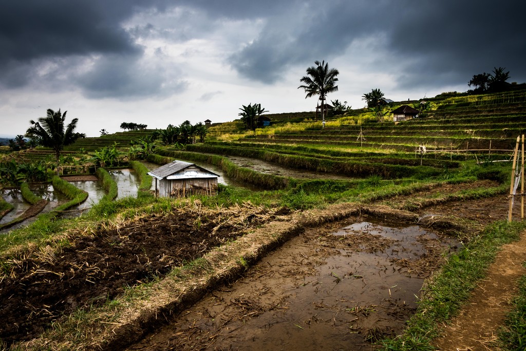 Rice Terraces by darylo