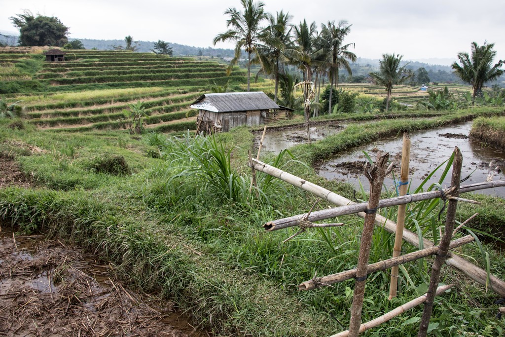 Gate to the Rice Terraces by darylo