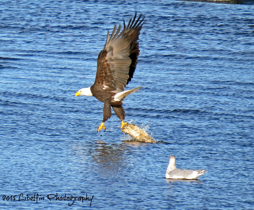 Fishing Bald Eagle - Successful by kathyo