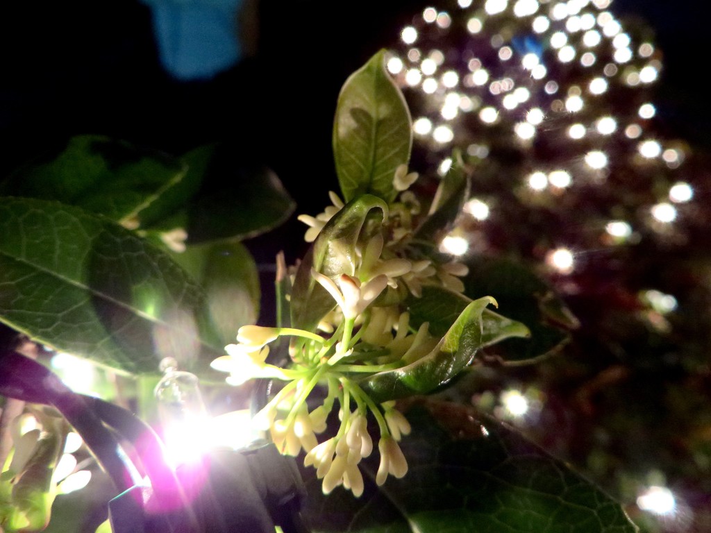 Sweet Olive blooms amid the lights by margonaut