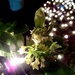 Sweet Olive blooms amid the lights by margonaut