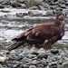 Immature bald eagle by kathyo
