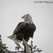 Windblown Eagle by kathyo