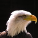 2006 Bald Eagle by amfrumbiddivurd