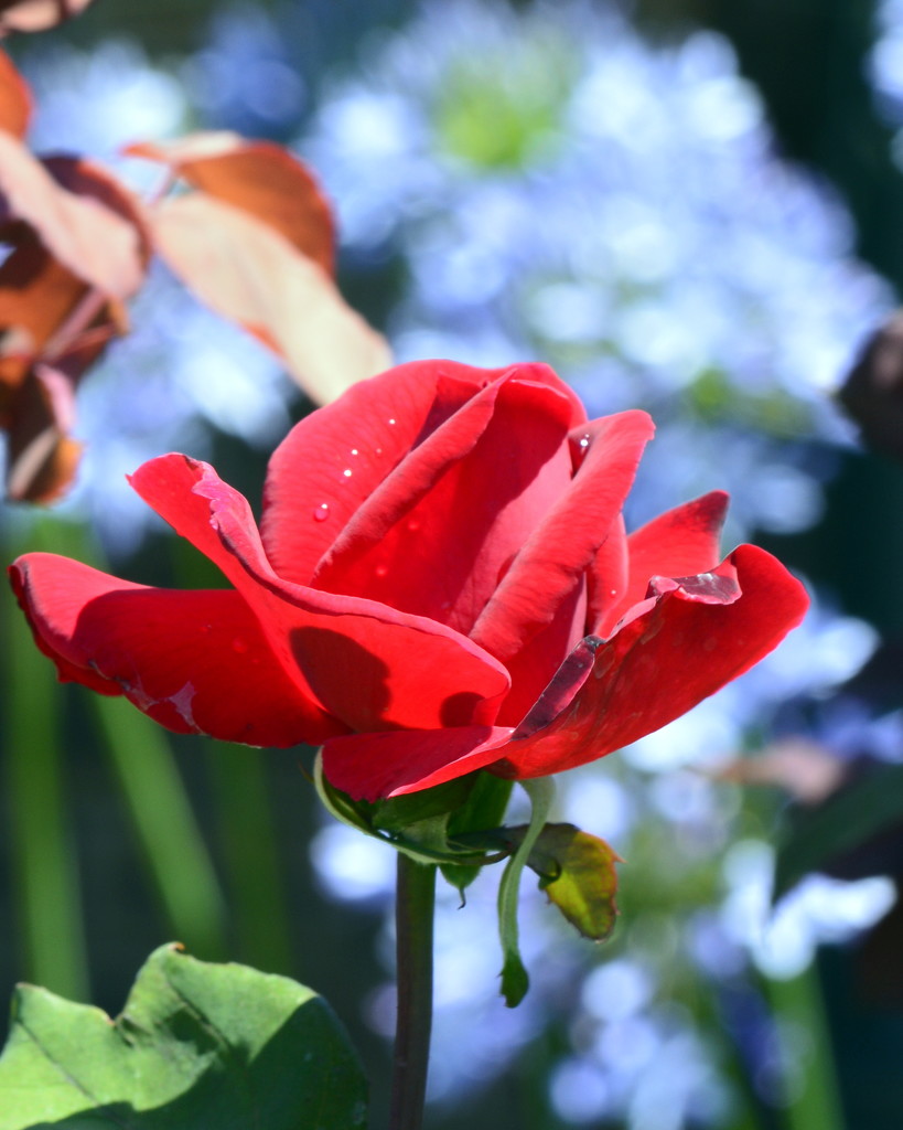 Red, Red, Rose_DSC8279 by merrelyn