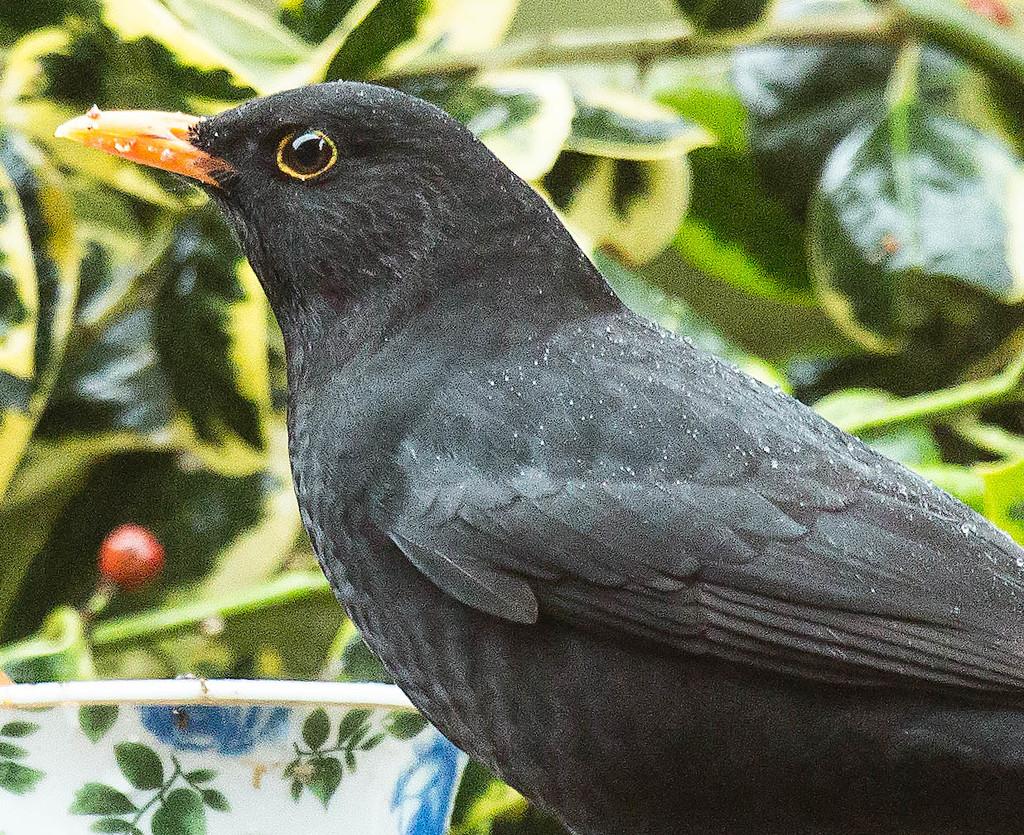 2015 12 16 Blackbird Closeup by pamknowler