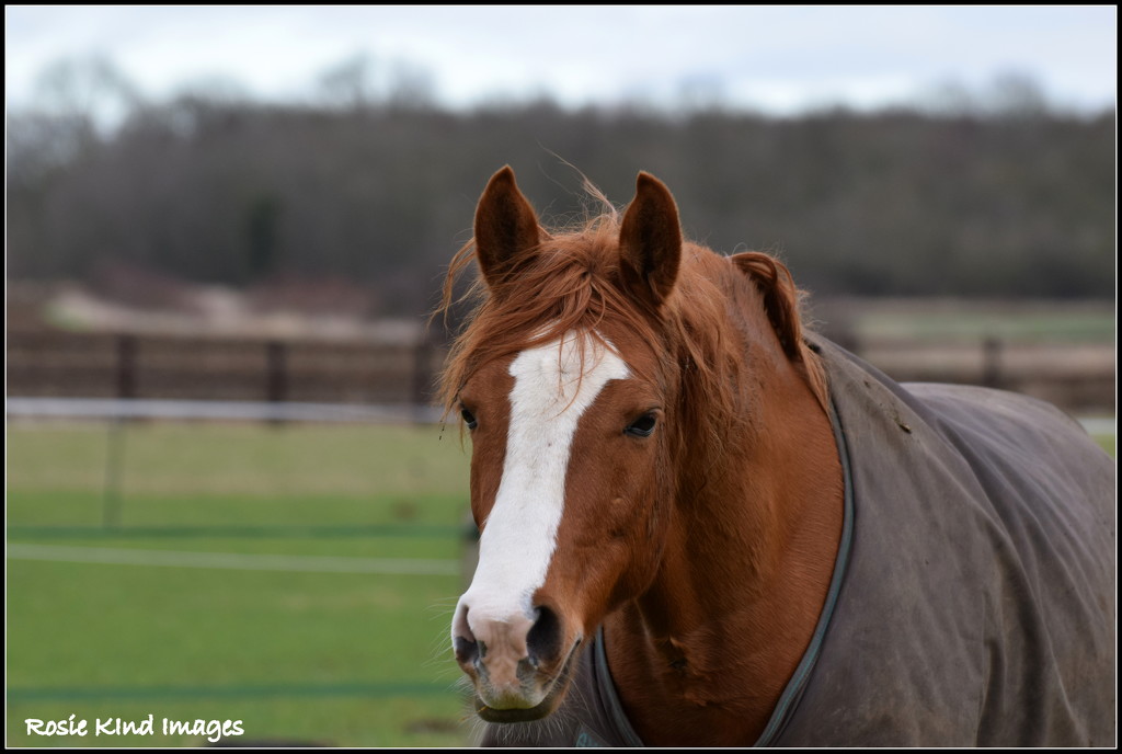 Chestnut horse by rosiekind