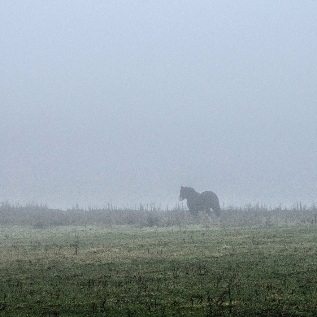 Horse in the mist by frequentframes