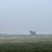 16th Dec 2015 - Horse in the mist
