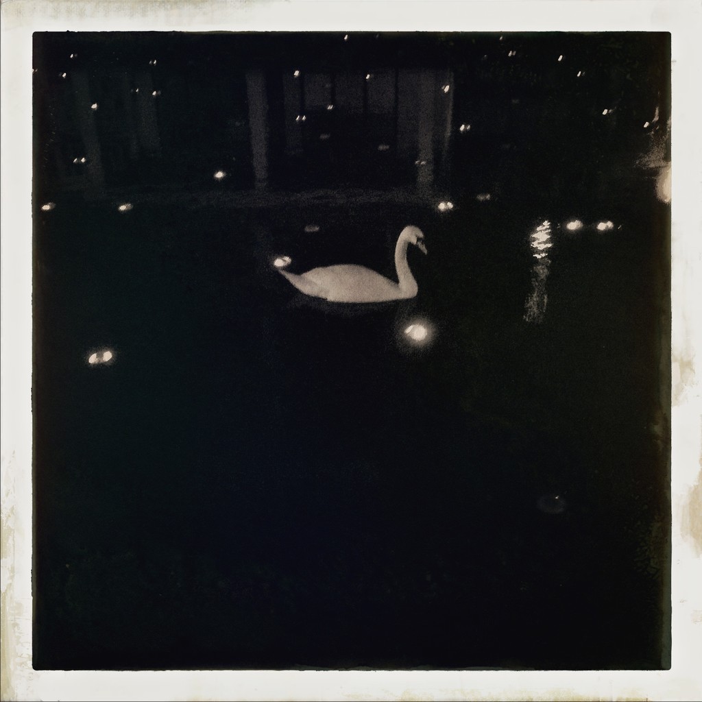 Swan by mastermek