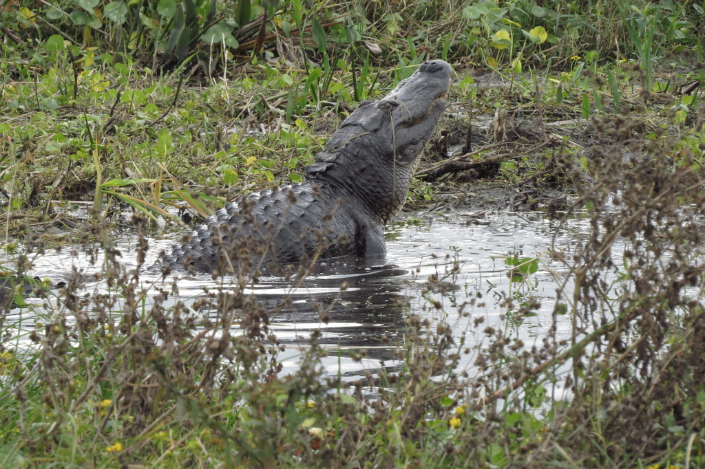 Bull 'Gator in Mid-Bellow by rob257