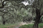 8th Dec 2015 - Live Oaks and Spanish Moss