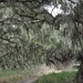 Live Oaks and Spanish Moss by rob257