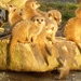 Meerkats by gabis