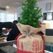 My Little Office Tree by elainepenney