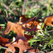 fallen leaves_39:365 by gaylewood
