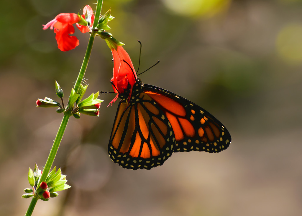 Monarch Butterfly by rickster549