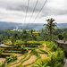 Destination: Rice Terraces by darylo