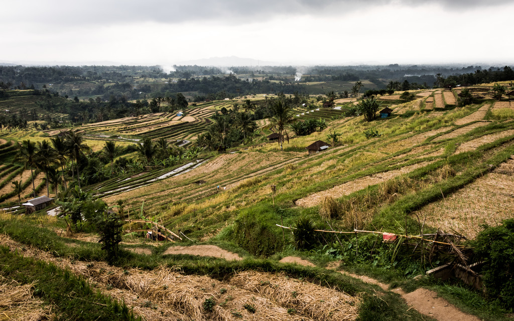 Descending into the Rice Terraces by darylo