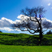 Tree in Clouds  by jae_at_wits_end