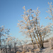 Hoar Frost by sarahlh