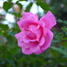 A splendid rose.   by congaree