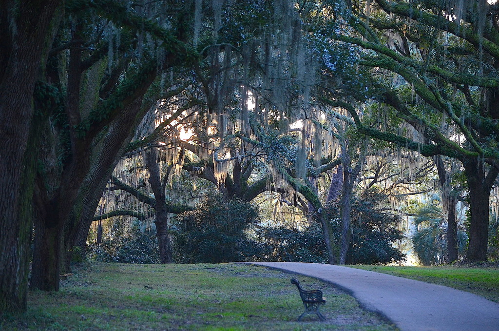 A favorite scene among the live oaks at Charles Towne Landing State Historic Site by congaree