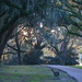 A favorite scene among the live oaks at Charles Towne Landing State Historic Site by congaree