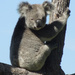 seriously cute by koalagardens