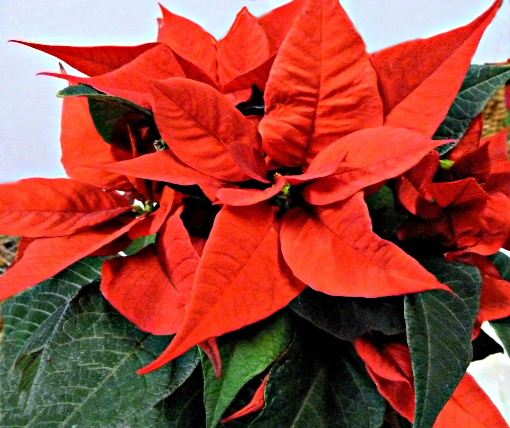 Red Poinsettia. by wendyfrost