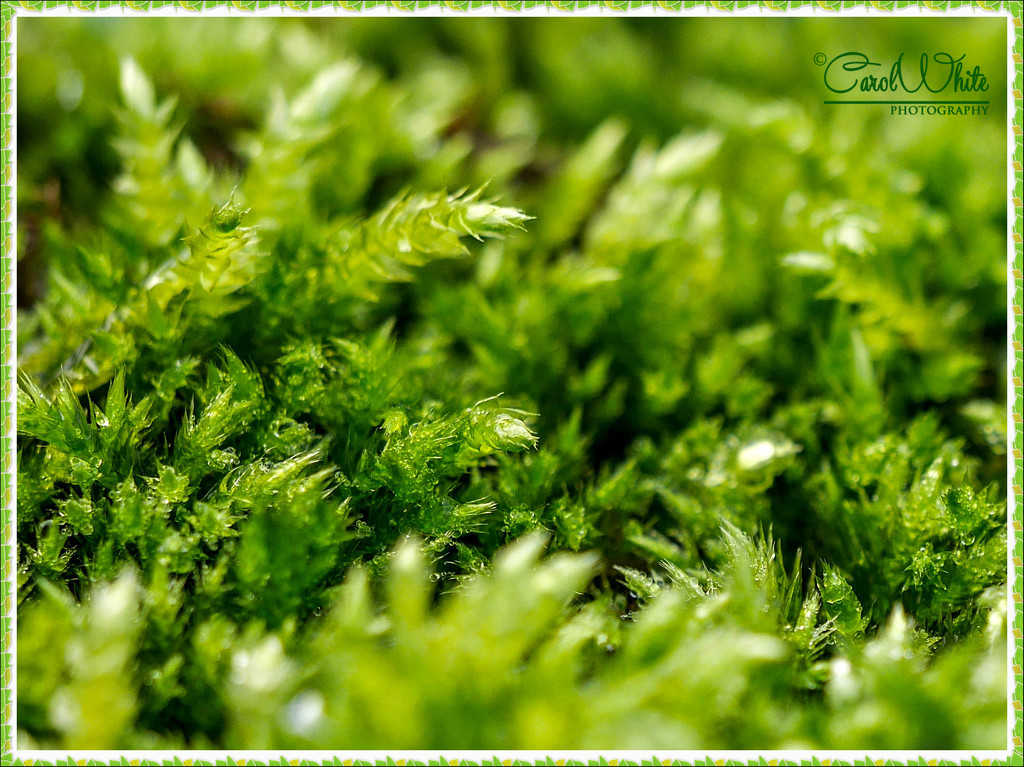 Rain-Soaked Moss by carolmw