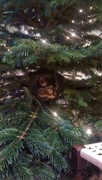 16th Dec 2015 - Cat in a tree