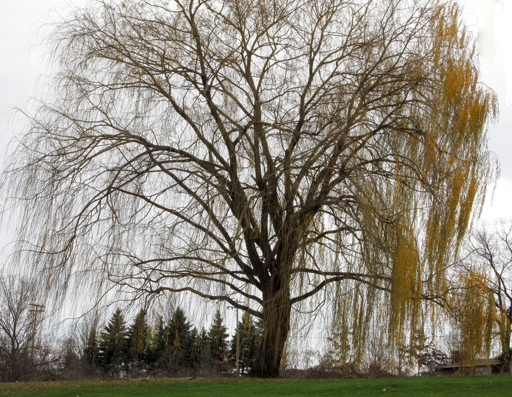 Weeping Willow by mittens