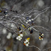 Winter Berries by gardencat