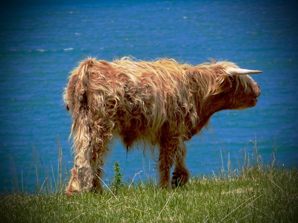 The big moo from the Highland 'Coo by maggiemae