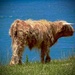 The big moo from the Highland 'Coo by maggiemae