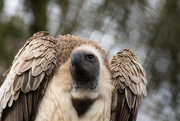 17th Dec 2015 - White backed Vulture
