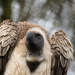 White backed Vulture by leonbuys83