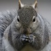 squirrelly close-up by amyk