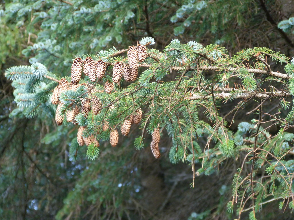 fir cones by shirleybankfarm