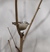 7th Dec 2015 - White-Breasted Nuthatch