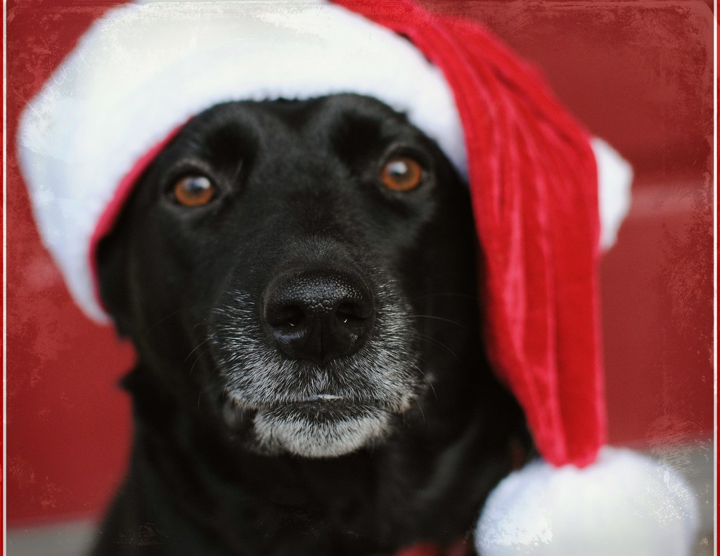 Ho Ho Hope Says Merry Christmas!! by alophoto